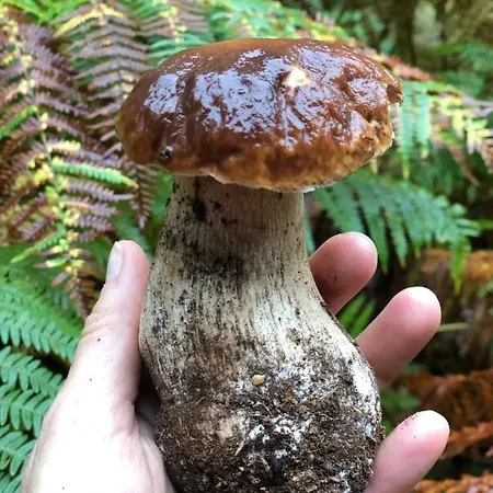 Bed & Breakfast Gites A La Ferme A 5 Minutes Du Lac De Gerardmer.