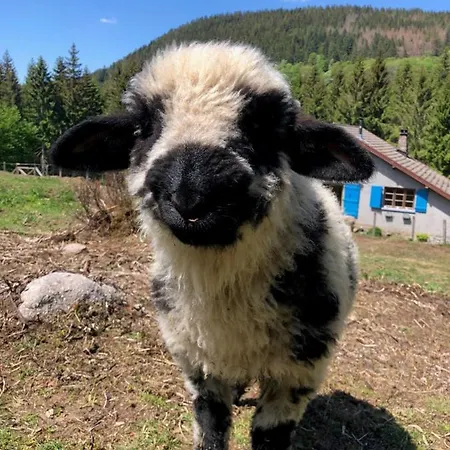 Alojamento de Acomodação e Pequeno-almoço Gites à La Ferme à 5 Minutes Du Lac De Gerardmer. 3*