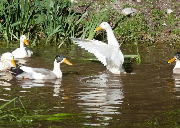 Bed & Breakfast Gites A La Ferme A 5 Minutes Du Lac De Gerardmer. 3*