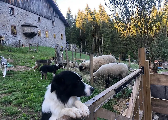 Bed & Breakfast Gites A La Ferme A 5 Minutes Du Lac De Gerardmer. Sapois (Vosges)