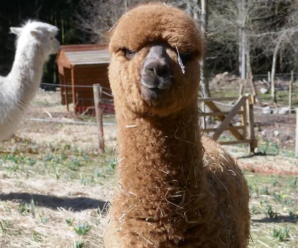 Gites A La Ferme A 5 Minutes Du Lac De Gerardmer. Bed & Breakfast 3*