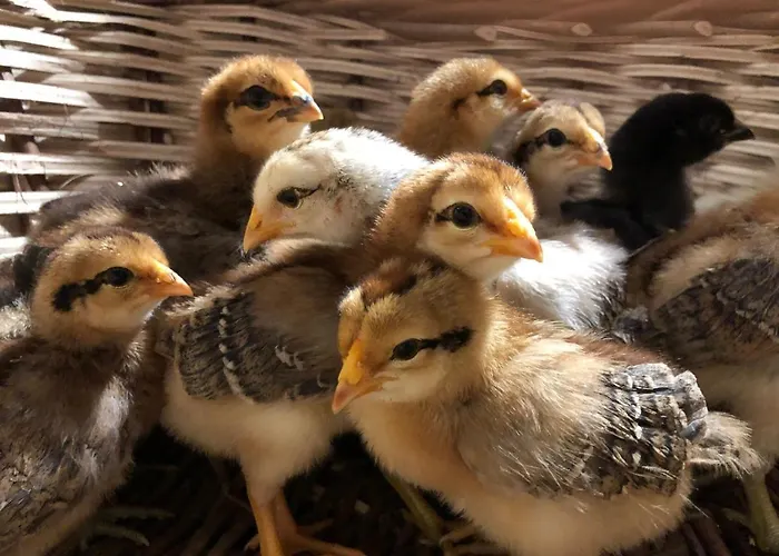 Gites A La Ferme A 5 Minutes Du Lac De Gerardmer. Bed & Breakfast