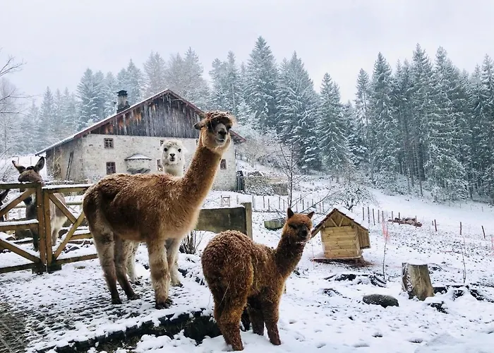 Gites A La Ferme A 5 Minutes Du Lac De Gerardmer. Sapois (Vosges)