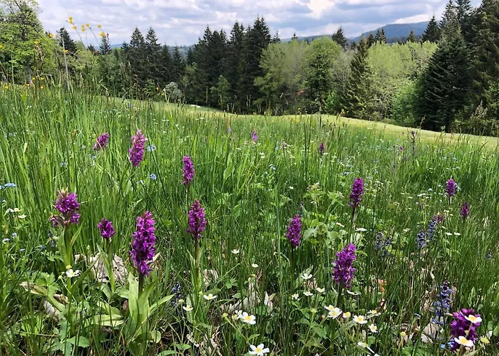 Gites A La Ferme A 5 Minutes Du Lac De Gerardmer. Bed & Breakfast