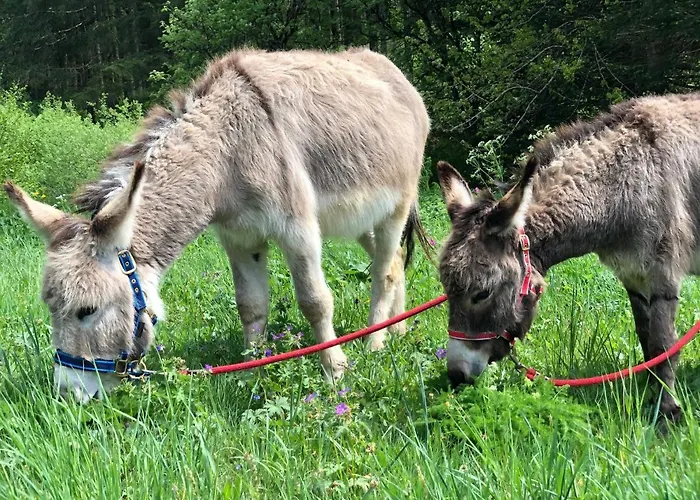 Bed & Breakfast Gites A La Ferme A 5 Minutes Du Lac De Gerardmer. 3*