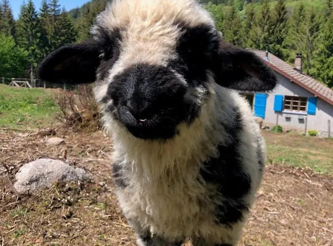 Bed & Breakfast Gites A La Ferme A 5 Minutes Du Lac De Gerardmer. 3*